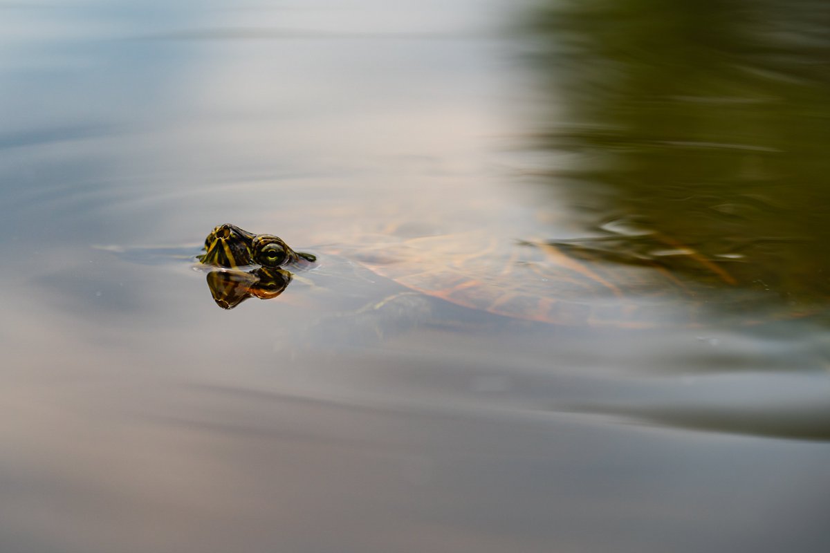 Caltech_Turtles tweet picture