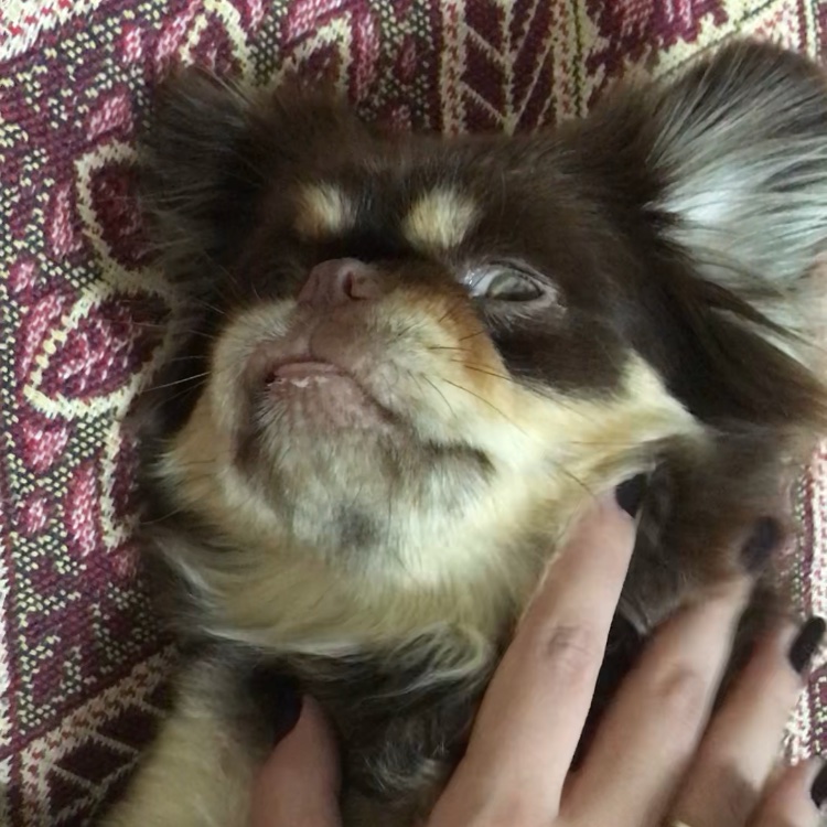NdlcNR's tweet photo. Y pues esta soy yo , cada vez q veo un perrito https://t.co/p3fVGEvzsS