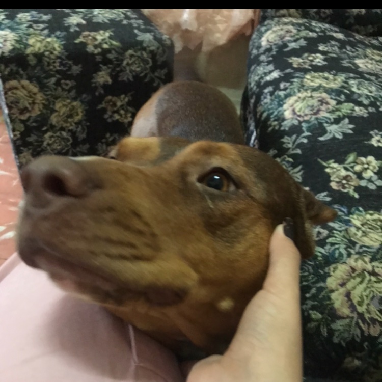 NdlcNR's tweet photo. Y pues esta soy yo , cada vez q veo un perrito https://t.co/p3fVGEvzsS