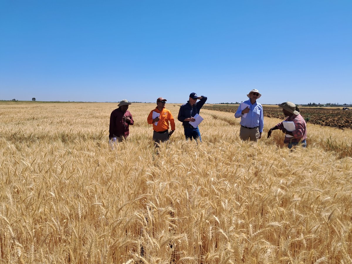 caigeproject's tweet photo. @ICARDA, Morocco- CAIGE Bread Wheat tour 16th-21th April
@w_tadesse https://t.co/WNbQ2ylTL6