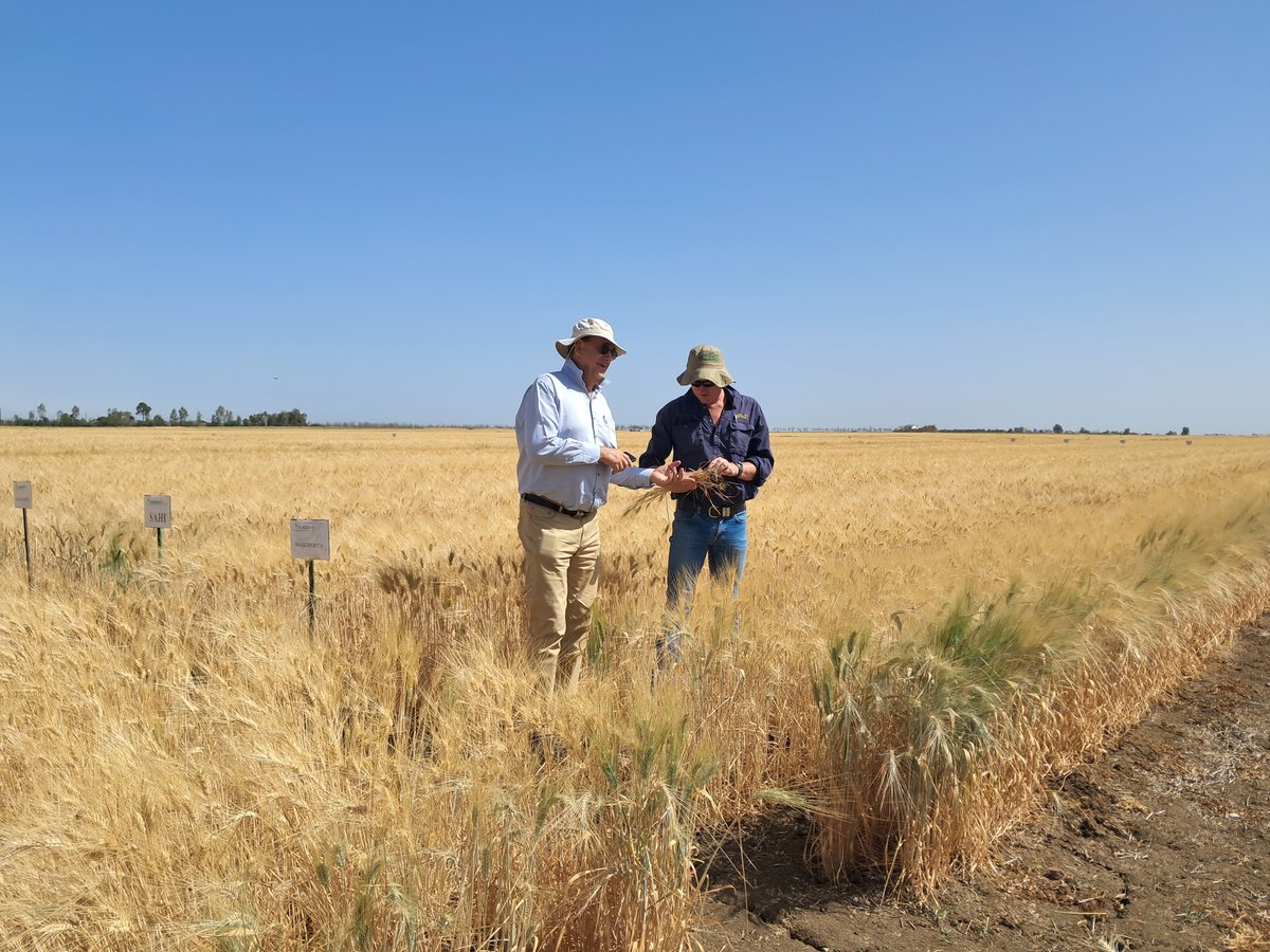 caigeproject's tweet photo. @ICARDA, Morocco- CAIGE Bread Wheat tour 16th-21th April
@w_tadesse https://t.co/WNbQ2ylTL6