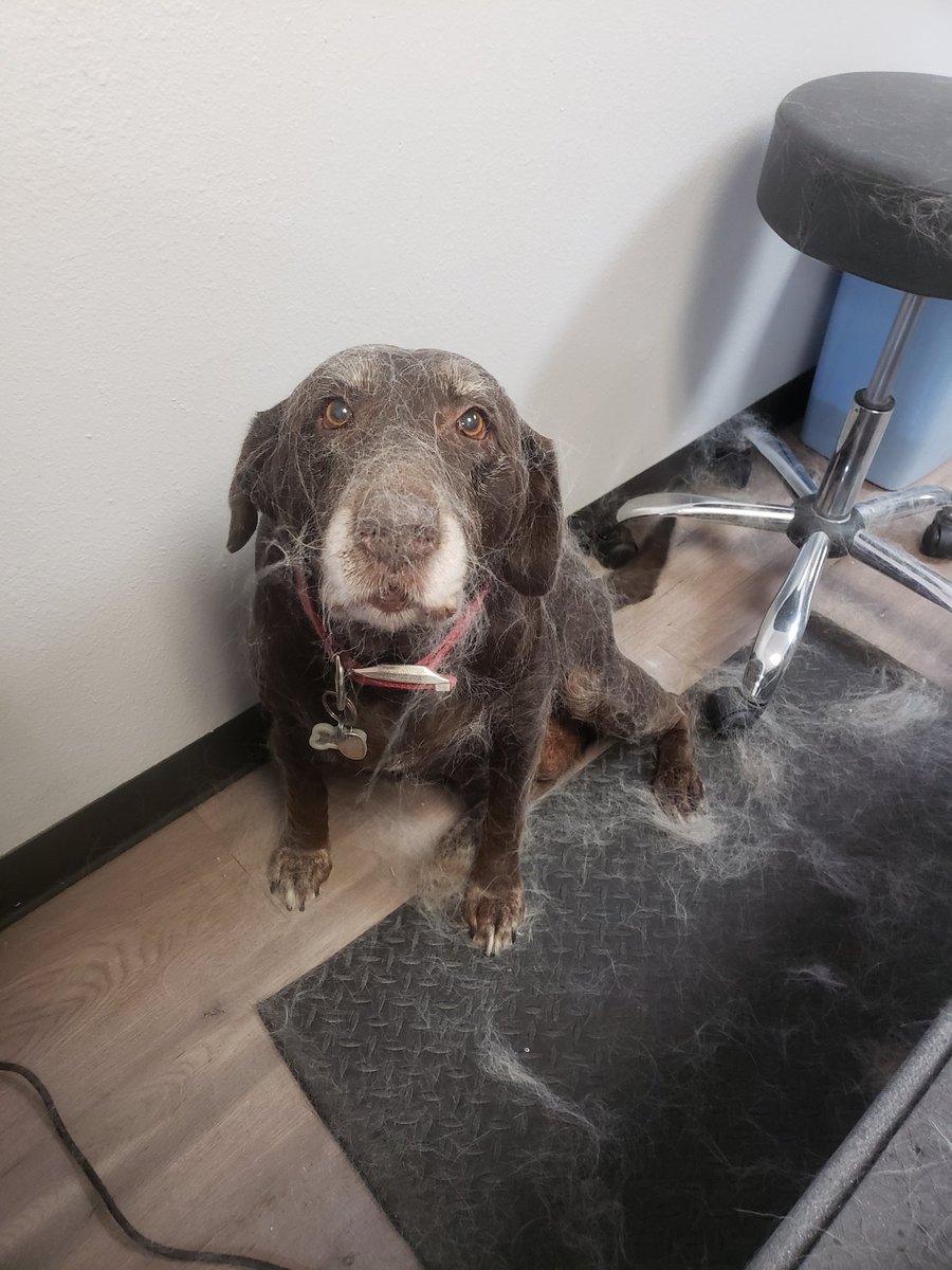 groomergirl92's tweet photo. When your mom is a groomer, life is ruff 🤣 #thebarkside #coloradosprings #dogsoftwitter #Labrador #shepherdmix #petgrooming https://t.co/wBYxU1tnbC