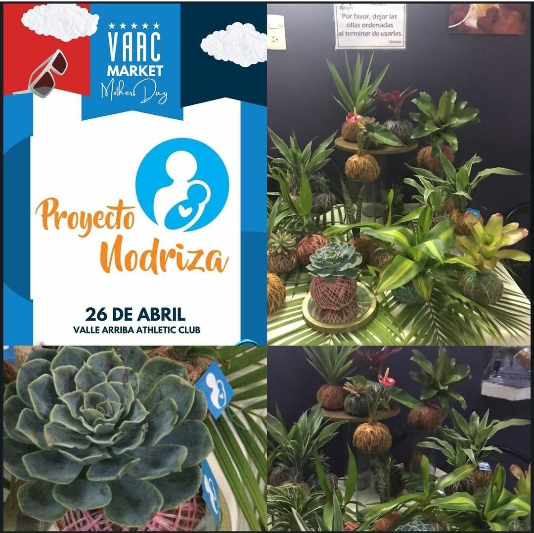 ProyectoNodriza's tweet photo. El día de mañana estaremos presentes en el bazar de @SomosVAAC conlas kokedamas que realizan nuestras madres, a través de nuestro Programa Mamá Emprende. Los esperamos! https://t.co/adFvd9JJUe