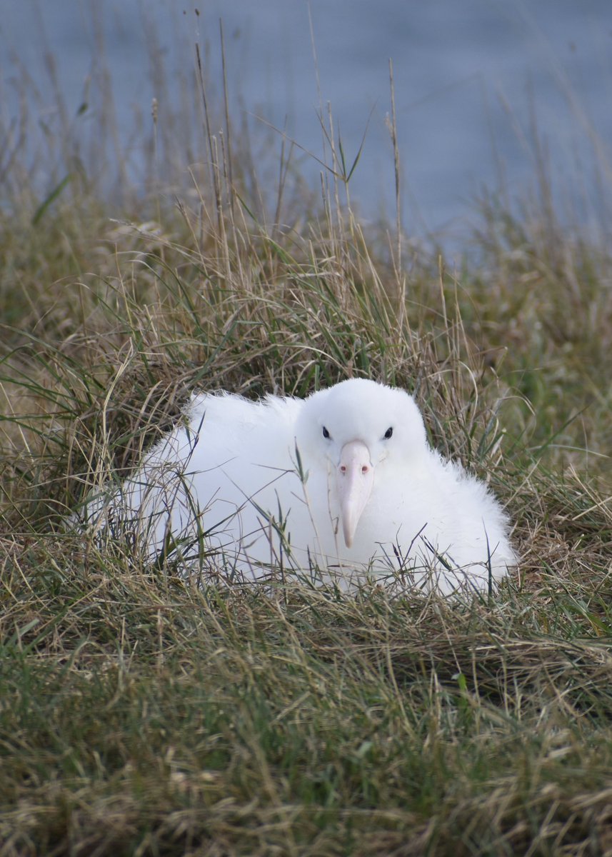 Cute albatross chick for your mid-week slump! 
These guys are now three months old and are growing quick - some are weighing close to their parents weight at 7 kilos! That’s a big baby 🤍
📷 Laura Findlay