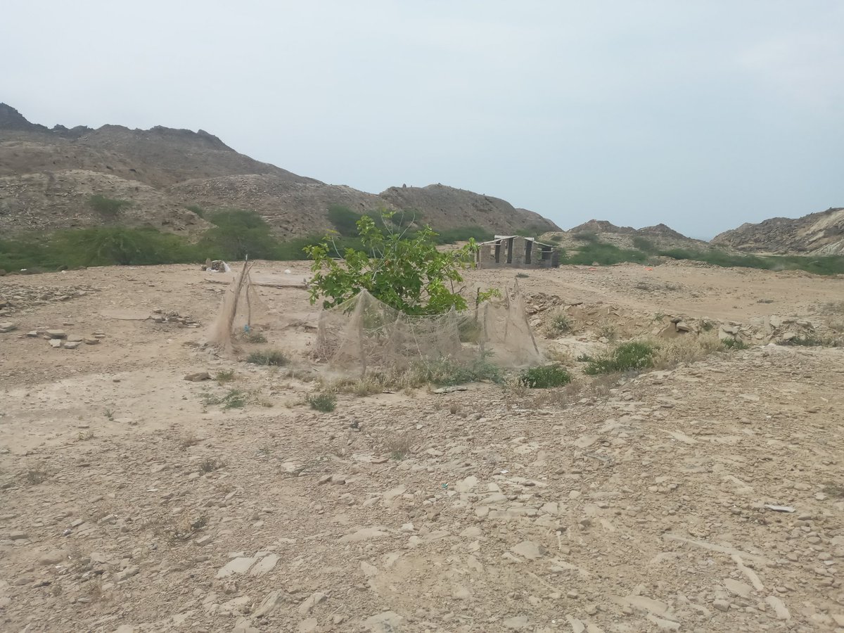 GhulamnabiMura5's tweet photo. "Your activities show your maturity and it shows how you are responsible"
An old man from #Ganz name is Rafeeq, planted an endangered species #Ficus benghalensis in #Daran
#Reforestration
#Daran
@UNBiodiversity
@haneef321
@EimanLiaqat
@JameelKarim2
@Jeand_ibrahim https://t.co/PQQw72tVtk