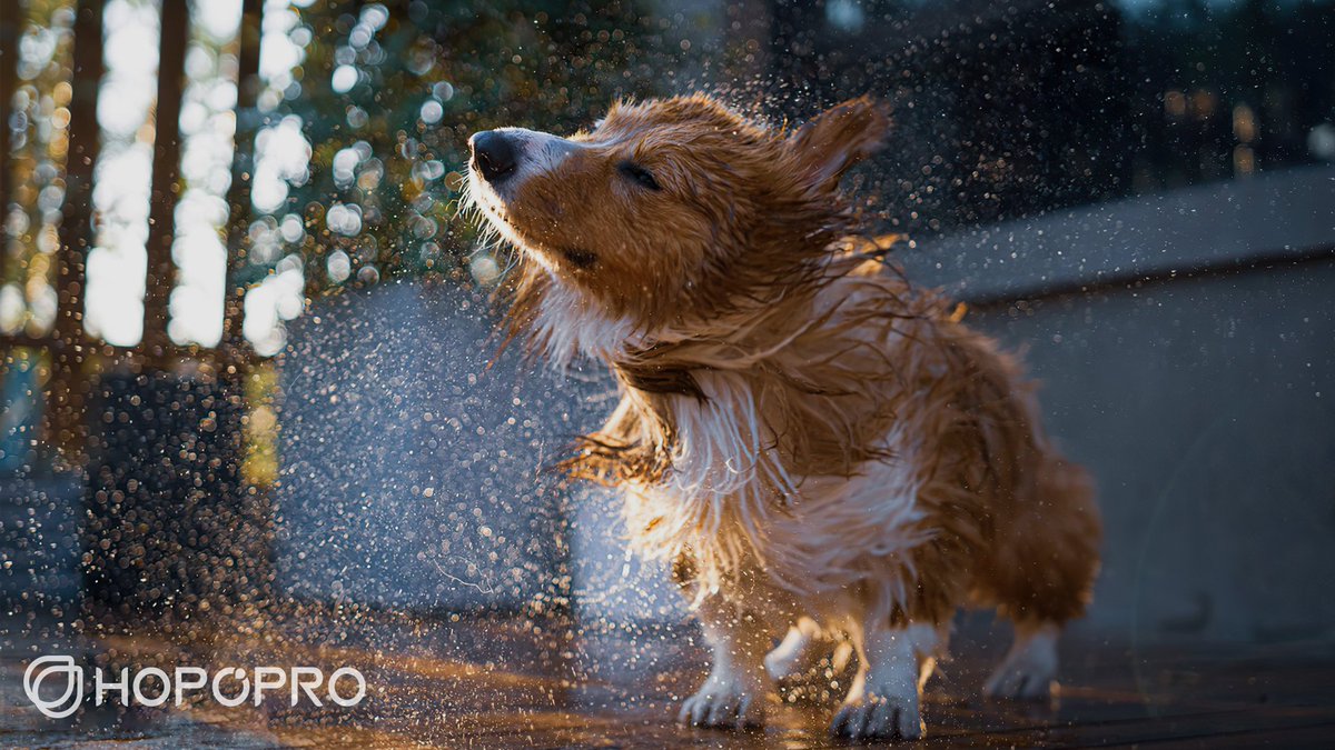 hopoprohopopro's tweet photo. Shower like a pro, and bathe your pet like a champ with HOPOPRO!
#hopopro #petshower #showerhead #showerheadfilter https://t.co/9I5j2EpHYE