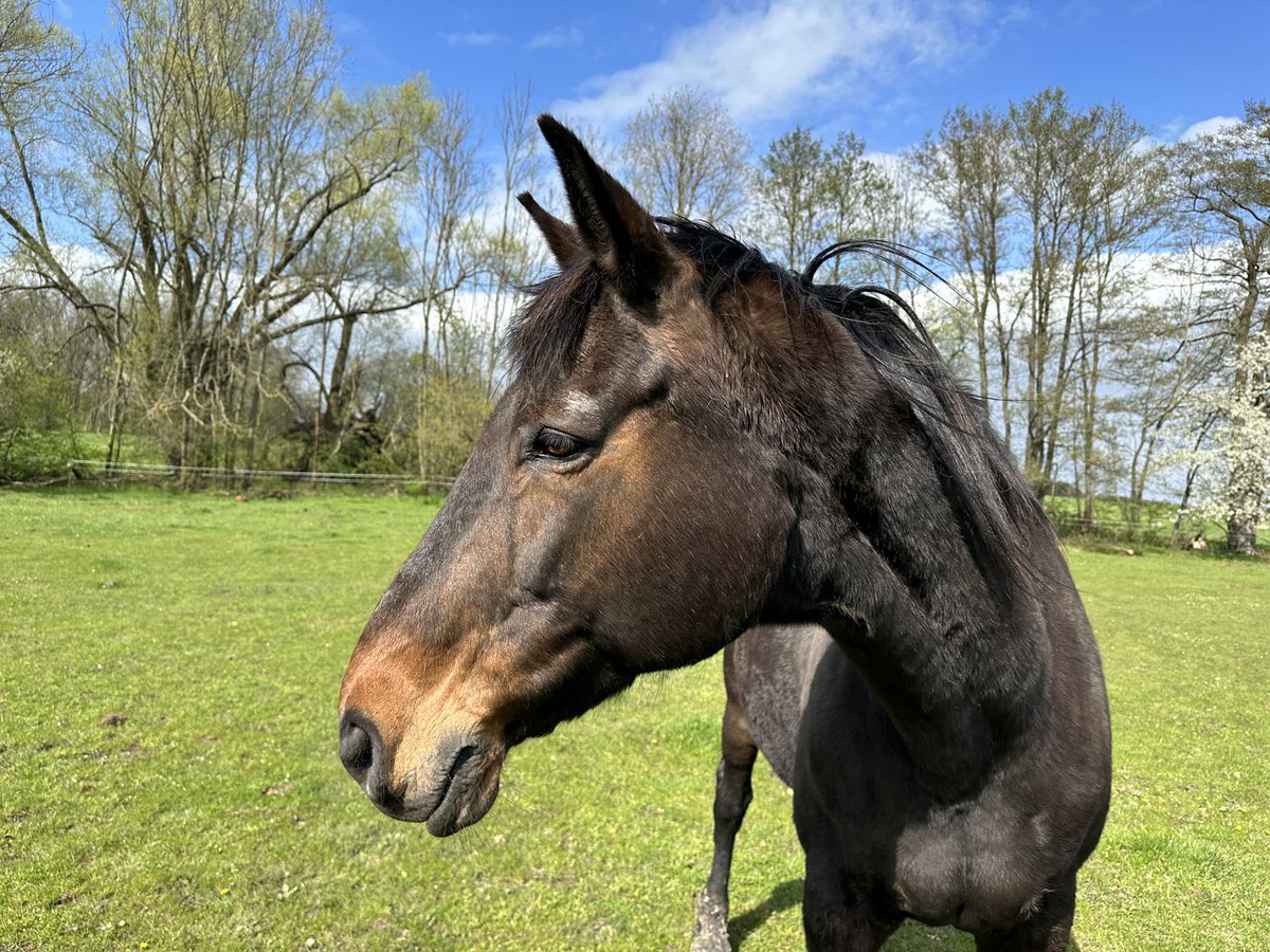 siljahalbritter's tweet photo. Pferderentnerleben 🐴 im Paradies 🥕🍎🌱

#pferd #pferderentner #pferdeparadies #denira #pferdimparadies #koppel #offenstall https://t.co/fS8Xx3we50
