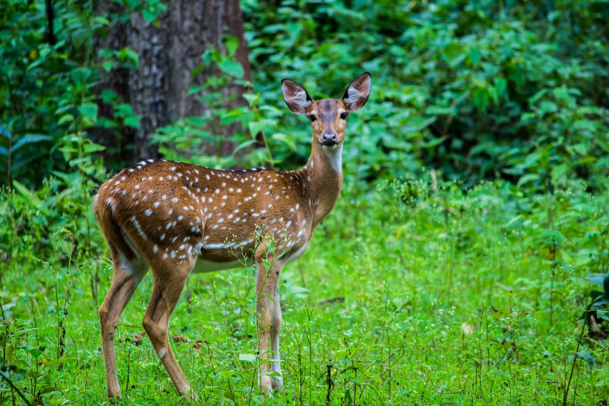 LightRaysPhoto1's tweet photo. For #wednsedaywisdom

"Oh! You dear deer, you looks so cute." 😍🥰😘

🤗 
#IndiAves #twitter #animal #ThePhotoHour #karnataka #kabini #india #wildlife
@ThePhotoHour
@ErikSolheim
@KatanaHugo
@ParveenKaswan
@NatGeo
@BBCEarth
@IndiAves
@KarnatakaWorld
@Canon_India
@Natures_Voice https://t.co/JE0rOLfwpD