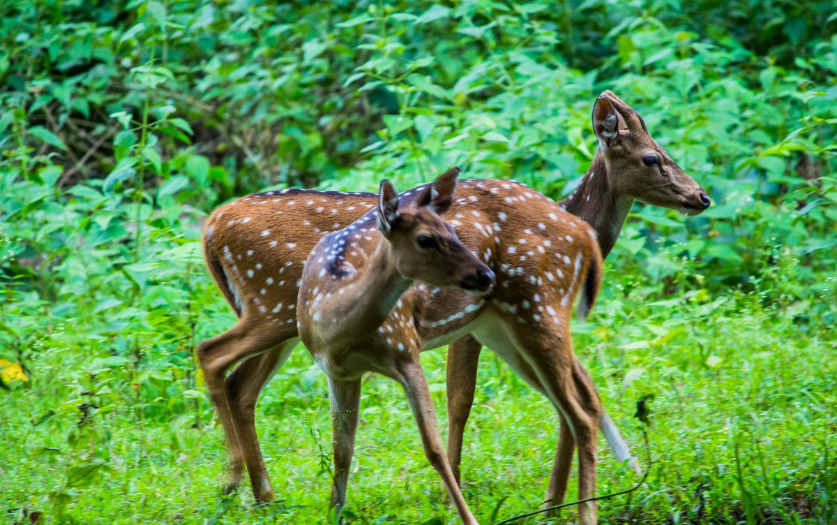 LightRaysPhoto1's tweet photo. For #wednsedaywisdom

"Oh! You dear deer, you looks so cute." 😍🥰😘

🤗 
#IndiAves #twitter #animal #ThePhotoHour #karnataka #kabini #india #wildlife
@ThePhotoHour
@ErikSolheim
@KatanaHugo
@ParveenKaswan
@NatGeo
@BBCEarth
@IndiAves
@KarnatakaWorld
@Canon_India
@Natures_Voice https://t.co/JE0rOLfwpD