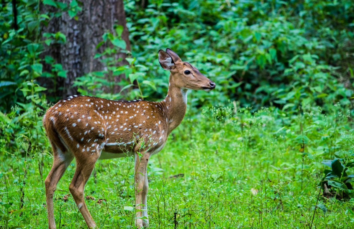 LightRaysPhoto1's tweet photo. For #wednsedaywisdom

"Oh! You dear deer, you looks so cute." 😍🥰😘

🤗 
#IndiAves #twitter #animal #ThePhotoHour #karnataka #kabini #india #wildlife
@ThePhotoHour
@ErikSolheim
@KatanaHugo
@ParveenKaswan
@NatGeo
@BBCEarth
@IndiAves
@KarnatakaWorld
@Canon_India
@Natures_Voice https://t.co/JE0rOLfwpD