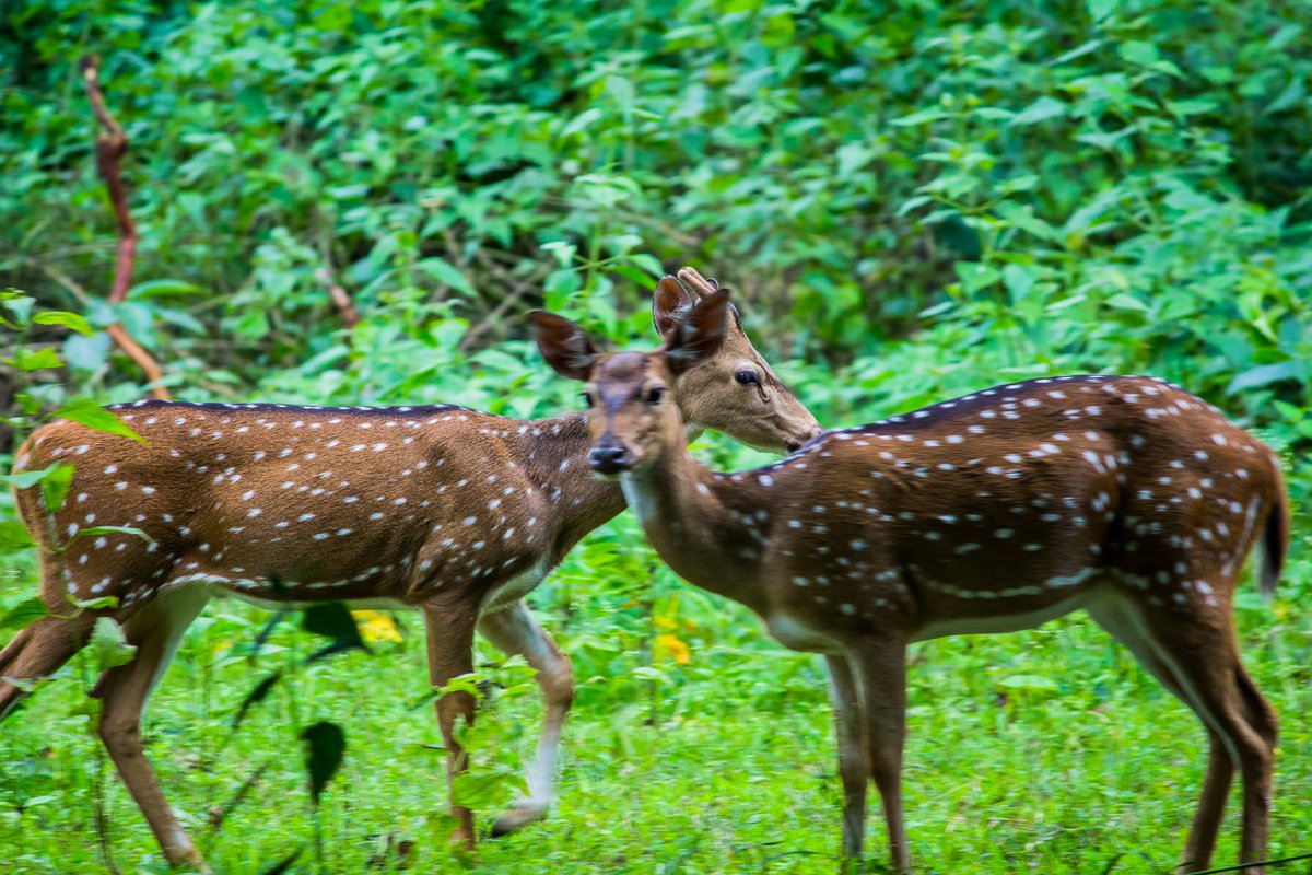 LightRaysPhoto1's tweet photo. For #wednsedaywisdom

"Oh! You dear deer, you looks so cute." 😍🥰😘

🤗 
#IndiAves #twitter #animal #ThePhotoHour #karnataka #kabini #india #wildlife
@ThePhotoHour
@ErikSolheim
@KatanaHugo
@ParveenKaswan
@NatGeo
@BBCEarth
@IndiAves
@KarnatakaWorld
@Canon_India
@Natures_Voice https://t.co/JE0rOLfwpD