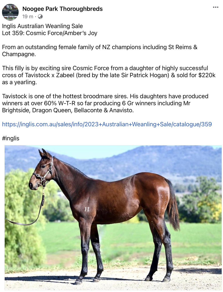 TrevDonaldson's tweet image. Really proud of Jilly and the team @noogeepark - our Cosmic Force weanling looks amazing @inglis_sales #Lot359 #CosmicForce