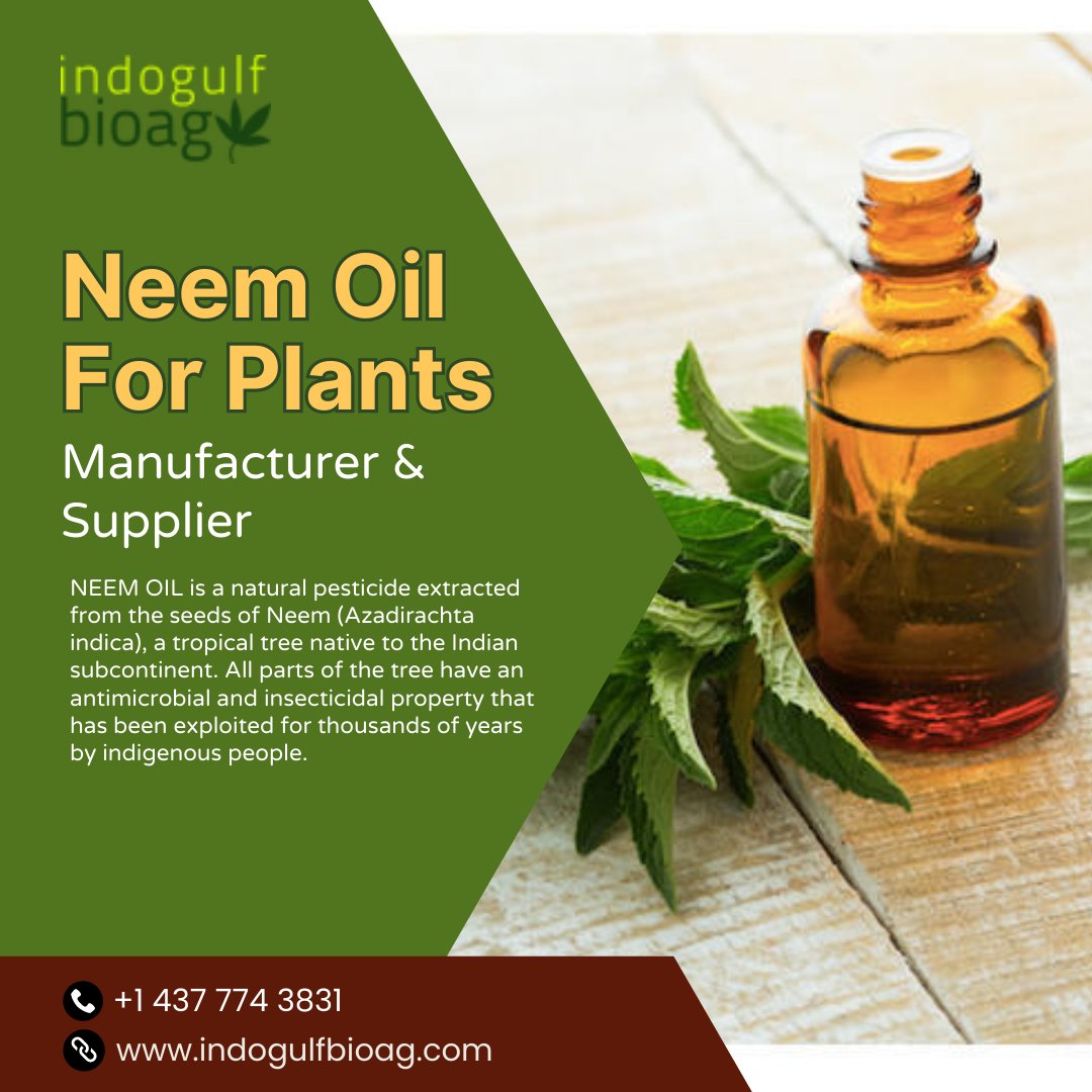 Protect Your Plants From Pests & Diseases With Neem Oil: Safe & Effective!🐛🍀One of the key benefits of neem oil for plants is its ability to repel and control insect pests. #NaturalPlantCare 👇🏻 To know more:
shorturl.at/bAC26
