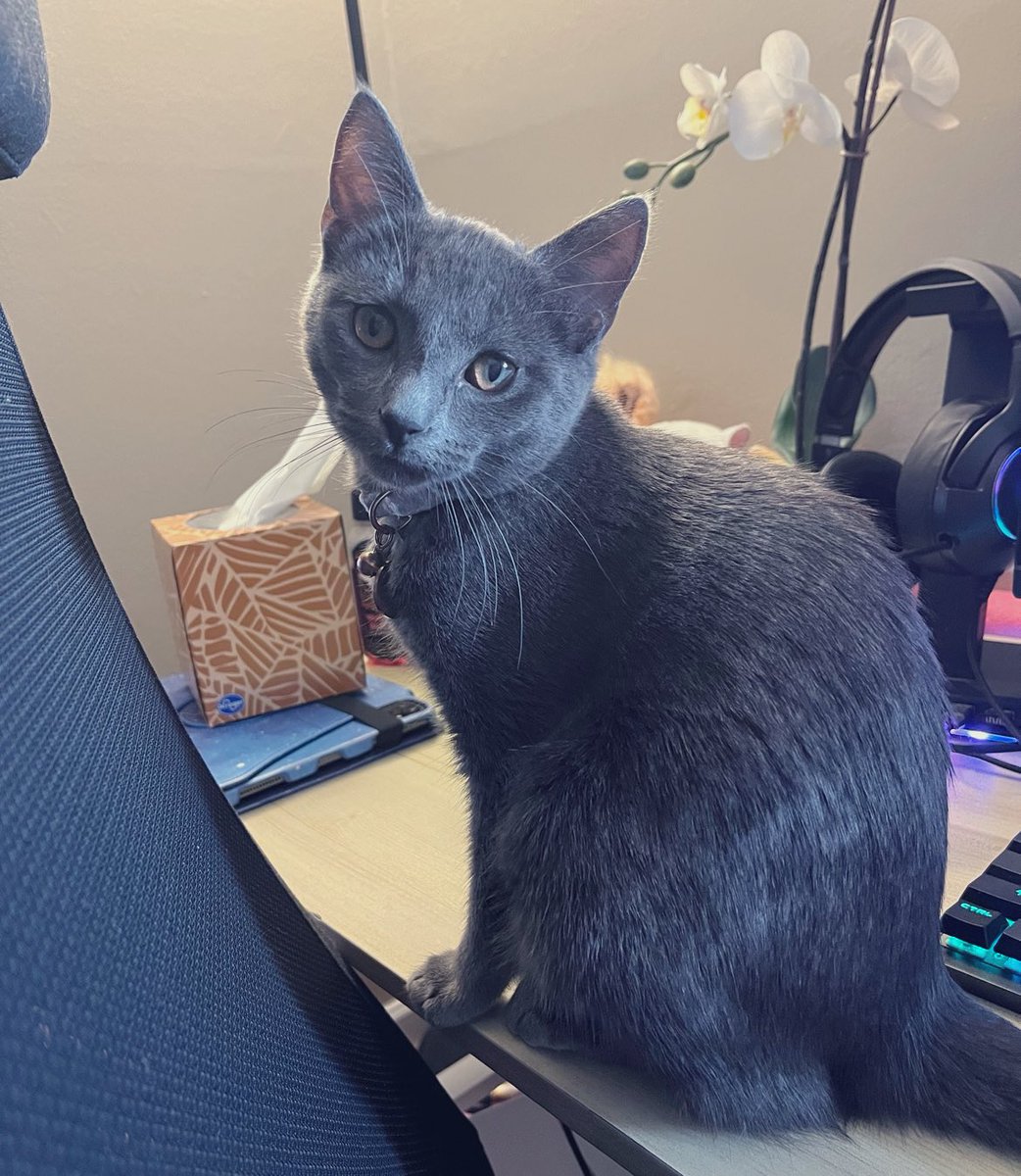 ToebeanBrigade's tweet photo. 💛 Introducing Dandelion! 💛

🐾 AKA: Dandy Pants, Crocodile Dandee, Dandimus Pantimus, Sweetie Pea, Snugglebutt, Soft Gorl, Best CoWorker, Little Miss Sunshine, Smiley, Dan DeLéon, Cutie Patootie, Tippy Toes 🐾

#Cat #CatsOfTwitter #CatsOnTwitter #cats https://t.co/Q6cnQsB0SZ