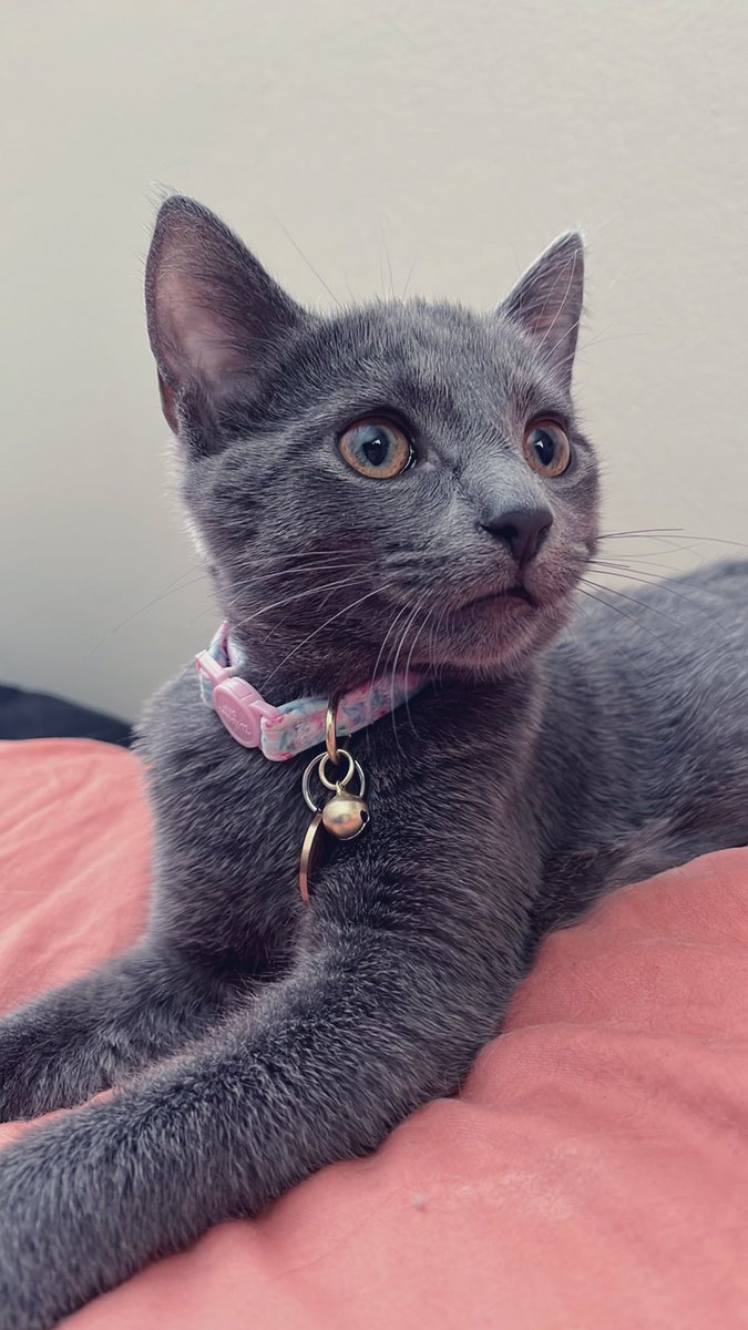 ToebeanBrigade's tweet photo. 💛 Introducing Dandelion! 💛

🐾 AKA: Dandy Pants, Crocodile Dandee, Dandimus Pantimus, Sweetie Pea, Snugglebutt, Soft Gorl, Best CoWorker, Little Miss Sunshine, Smiley, Dan DeLéon, Cutie Patootie, Tippy Toes 🐾

#Cat #CatsOfTwitter #CatsOnTwitter #cats https://t.co/Q6cnQsB0SZ