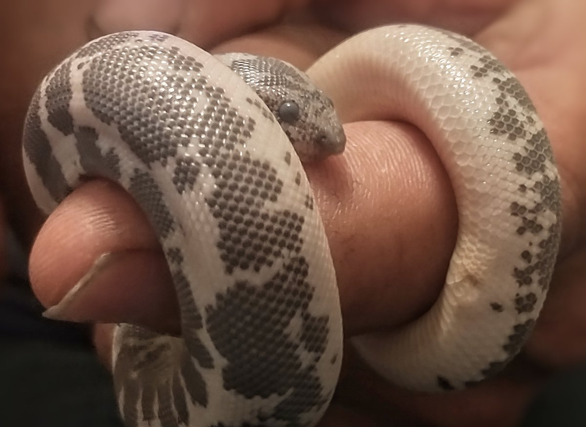 Mabell, my cute and lovely baby Anerythristic Kenyan Sand Boa, is getting ready to shed 🤍🖤 

#BabySnek #BoopSnoot #DangerNoodle #CowSnake