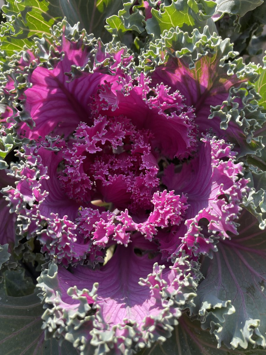 EckardsGarden's tweet photo. Turns out Ornamental Kale is the one that always make for a conversation starter. Grow them for texture and complimentary colour in a mixed border. Hardy tough waterwise and lasting for months through winter just adds to their charm 🌸 #eckardsgarden #timetoplant #awesomeautumn https://t.co/CtaNauwH2o