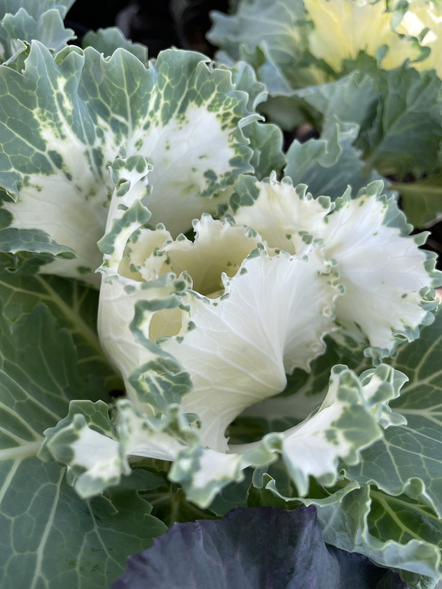 EckardsGarden's tweet photo. Turns out Ornamental Kale is the one that always make for a conversation starter. Grow them for texture and complimentary colour in a mixed border. Hardy tough waterwise and lasting for months through winter just adds to their charm 🌸 #eckardsgarden #timetoplant #awesomeautumn https://t.co/CtaNauwH2o