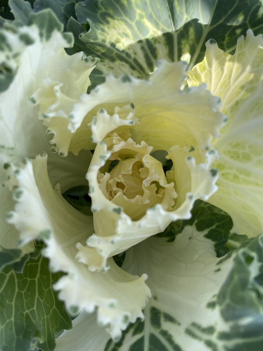EckardsGarden's tweet photo. Turns out Ornamental Kale is the one that always make for a conversation starter. Grow them for texture and complimentary colour in a mixed border. Hardy tough waterwise and lasting for months through winter just adds to their charm 🌸 #eckardsgarden #timetoplant #awesomeautumn https://t.co/CtaNauwH2o