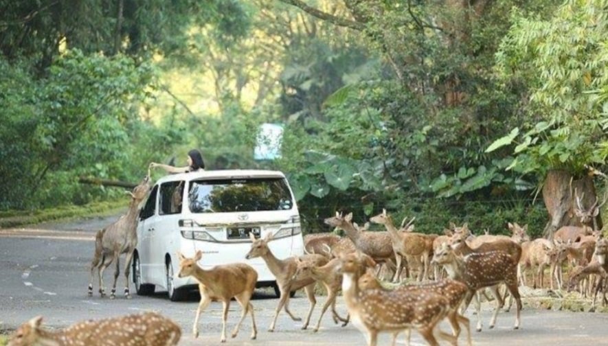 pwrkndy's tweet photo. @WayV_official I recommend you guys to go to TAMAN SAFARI INDONESIA in Bogor 🦒🦓

In there you can see animals by a car like in the picture below + can feed them👇 there's a panda castle and you can see beautiful mountain.  And there's a cobow show and dolphin show that you can watch🐬🦧🦁 https://t.co/BpXFZLXDoY