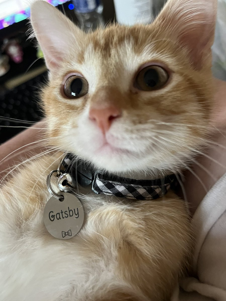 ToebeanBrigade's tweet photo. 🩵 Introducing Gatsby 🩵

🐾 The newest addition, AKA: Mister Catsby, Gatty B, Tiny Demon, Hypebeast, Bitey, Big Snoozin’, Little Man, Kiddo, Mister Zoomies, Lil’ Fella,  Baby Man, and Spunkmeister 🐾

#CatsOfTwitter #cat #cats #CatsOnTwitter https://t.co/JTuUKSwGlv