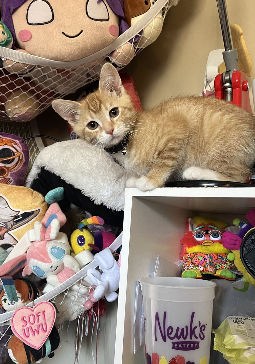 ToebeanBrigade's tweet photo. 🩵 Introducing Gatsby 🩵

🐾 The newest addition, AKA: Mister Catsby, Gatty B, Tiny Demon, Hypebeast, Bitey, Big Snoozin’, Little Man, Kiddo, Mister Zoomies, Lil’ Fella,  Baby Man, and Spunkmeister 🐾

#CatsOfTwitter #cat #cats #CatsOnTwitter https://t.co/JTuUKSwGlv