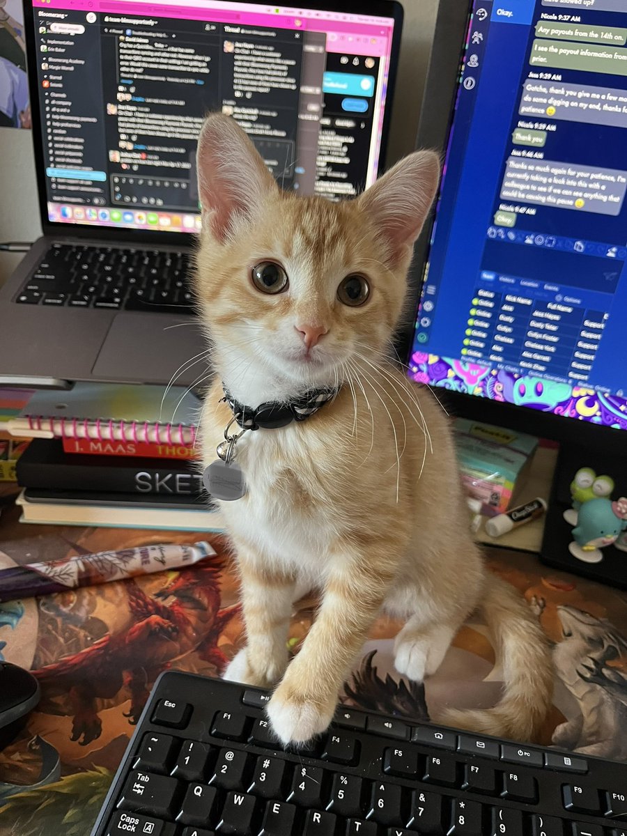 ToebeanBrigade's tweet photo. 🩵 Introducing Gatsby 🩵

🐾 The newest addition, AKA: Mister Catsby, Gatty B, Tiny Demon, Hypebeast, Bitey, Big Snoozin’, Little Man, Kiddo, Mister Zoomies, Lil’ Fella,  Baby Man, and Spunkmeister 🐾

#CatsOfTwitter #cat #cats #CatsOnTwitter https://t.co/JTuUKSwGlv