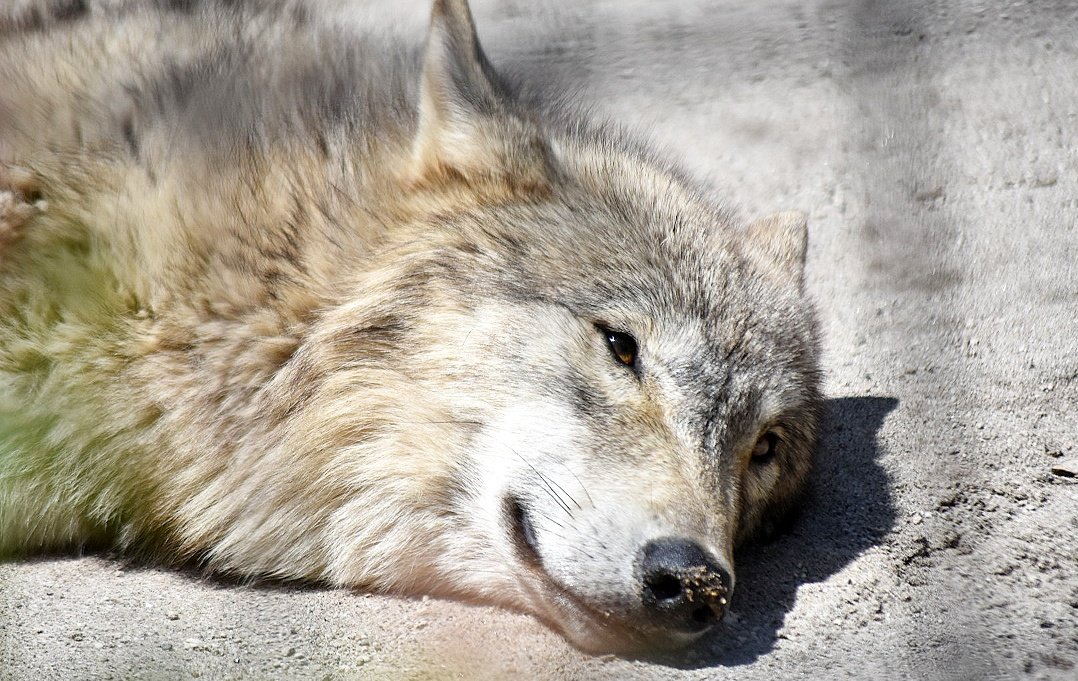 animallove tweet media