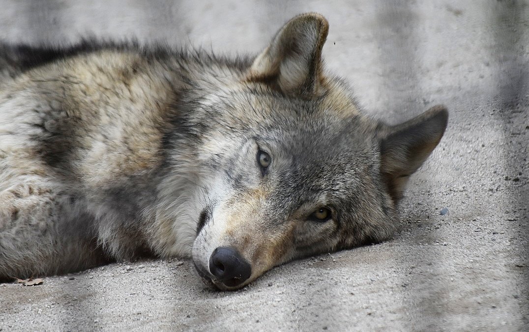 animallove tweet media