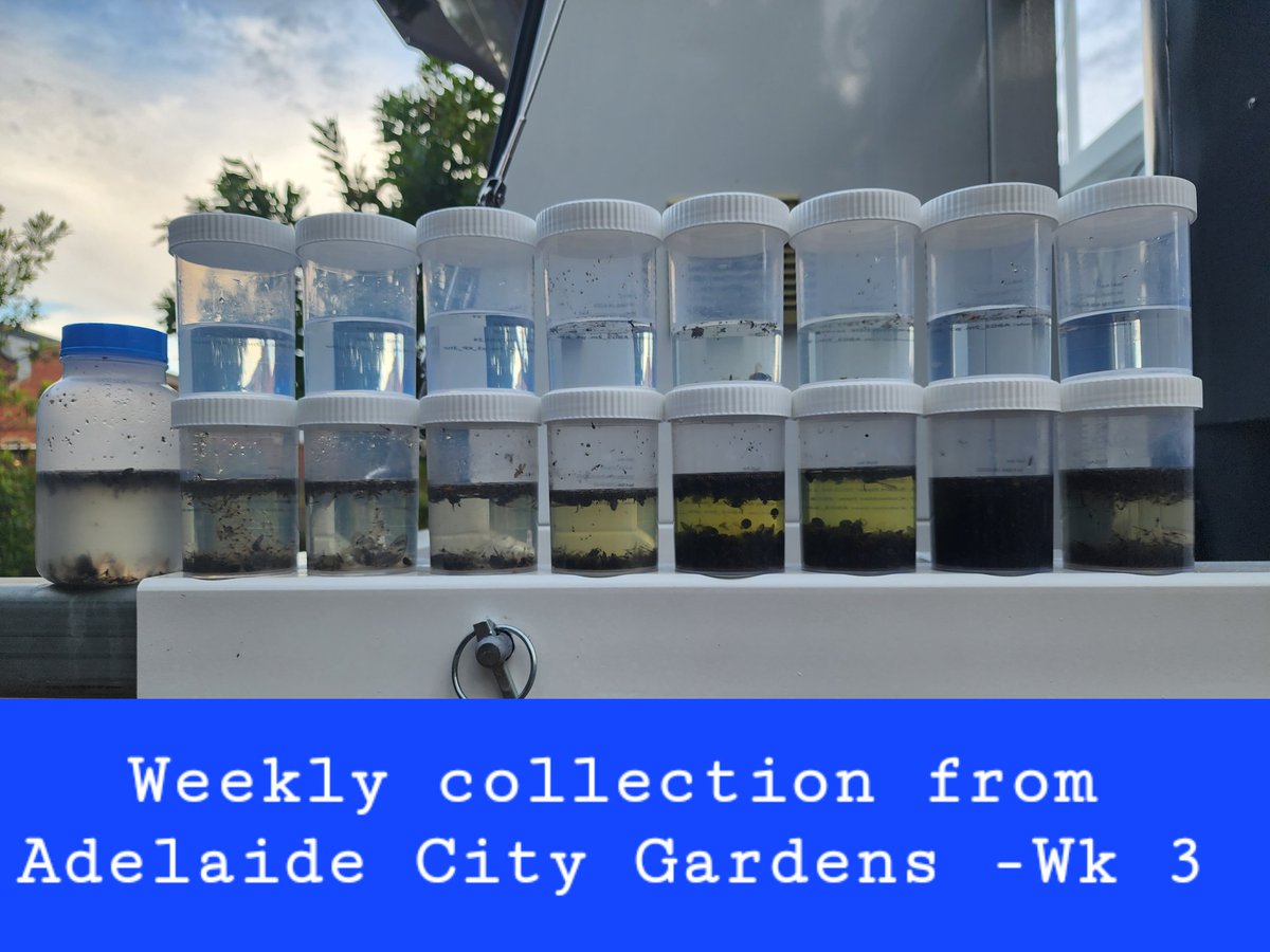 Precious_Kukue's tweet photo. Week 3 was a busy one for the 6-metre insect suction trap. It's going to be a #wasp festival in the Lab. I see π as well in there. #futureprojests #beneficials #precious_wasp #biodiversity #Adelaide Botanic Gardens. https://t.co/A6UZTB1eo7