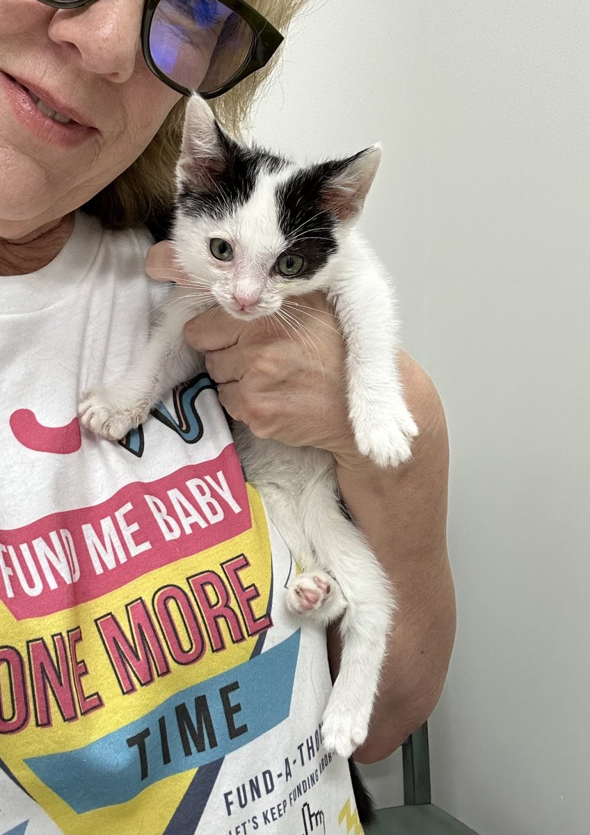 Tfor_2's tweet photo. @MOAbortionFund Supporting y’all at the veterinarian office in Scottsdale AZ today with my new little foster kitten!
#fundathon #supportabortionfunds #unapologeticallyproabortion https://t.co/jF4Oy1OGXI