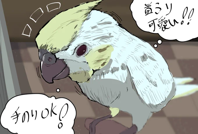 入荷したオカメインコイラスト✨✨✨ 