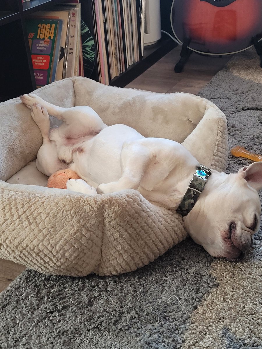 I really need to finish recording, but my dog insists on being in the room, and he SNORES. 😴😫