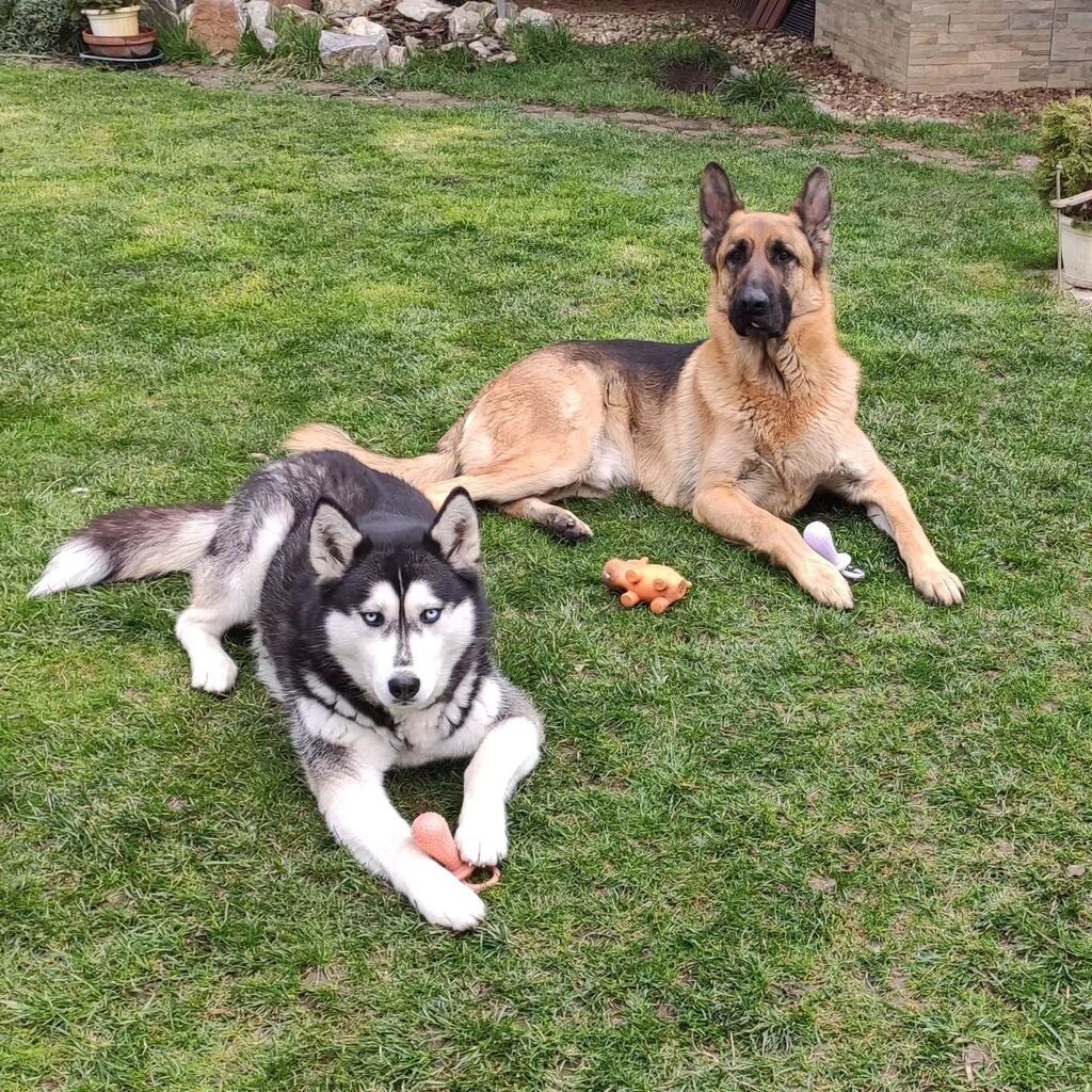 Mia_Lenkey's tweet photo. I know it's been quiet a long time since we posted photos here, but whenever you miss Shira and Enzo you can find them on our YouTube channel. 😊💜
Miss Shira and big boy Enzo got new squeaky toys and not just any kind... They got squeaky pacifiers 😅😂 … https://t.co/xUErZIOGEt https://t.co/DAWbGB4NI7