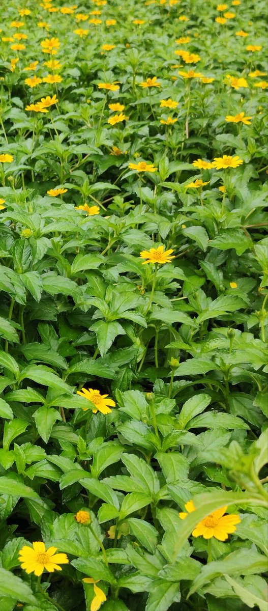 infotainmentod's tweet photo. #MyView
Get on your knees to praise...
🌿💚💛🌿
#flowers #wedelia #WednesdayMotivation https://t.co/1JMqlIxWxc