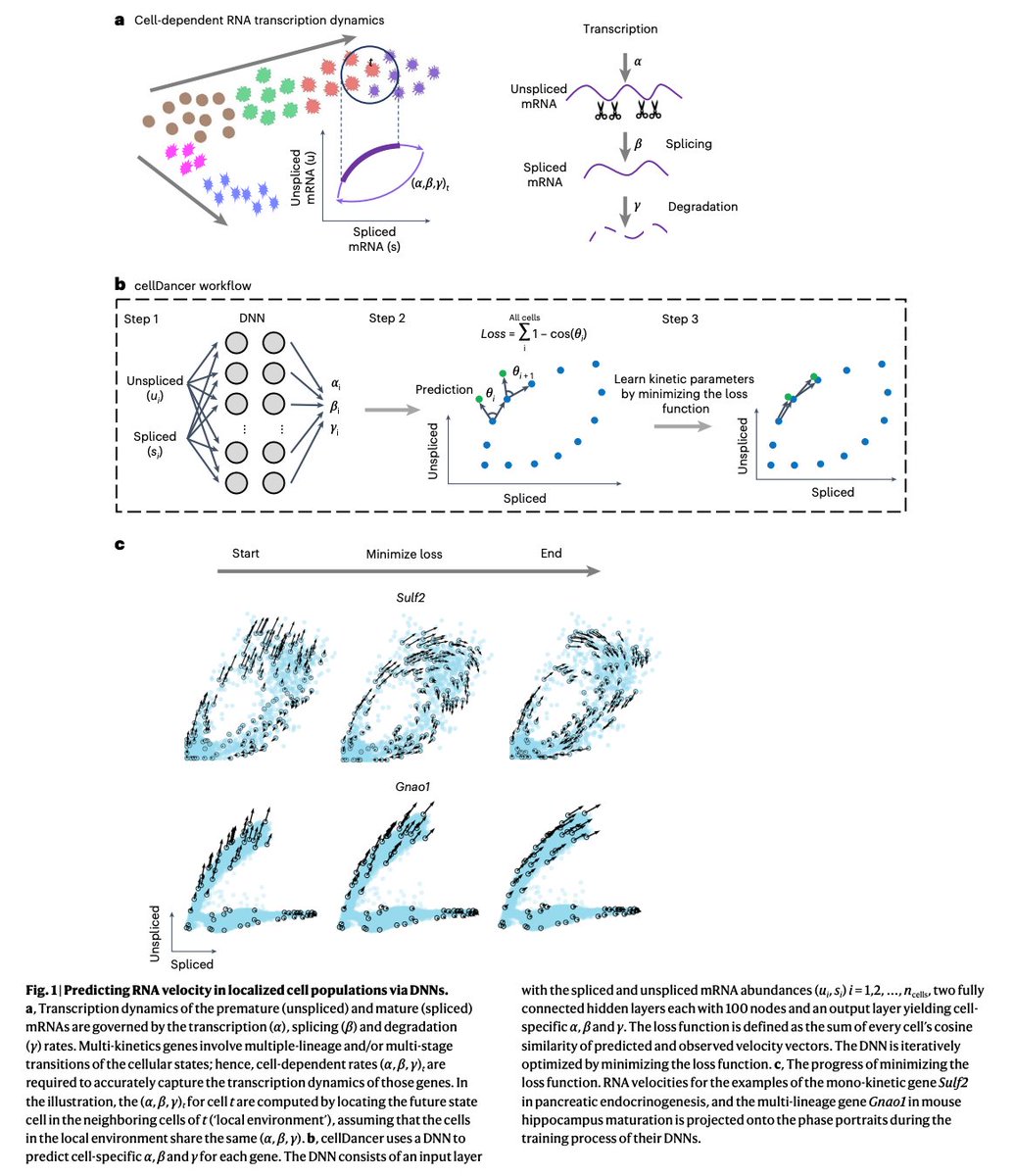 BioDecoded's tweet photo. A relay velocity model infers cell-dependent RNA velocity | Nature Biotechnology
https://t.co/HsuXeVXjgG

#DeepLearning https://t.co/T7QH0x1FGF