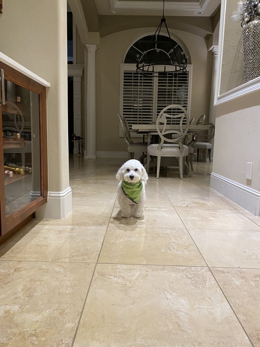 SirBailey2's tweet image. Mommy here: Talking him out to one last potty before bed. Who could be cuter??? #notbiased #dogsoftwitter #pets My heart ❤️