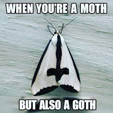 MushrockAUS's tweet photo. Cutest Little Goth Moth ✨
.
.
.
.
.
.
.
#funny #gothmeme #emomeme #meme #funny #gothic #alternative #spooky #skeleton #emomeme #alternativememe #tattoomeme #memes #gothicmeme #mushrock #melbourne #altbusiness #alternative #witch #witchy #goth #gothic #inspira... https://t.co/xMXd3m8nXi