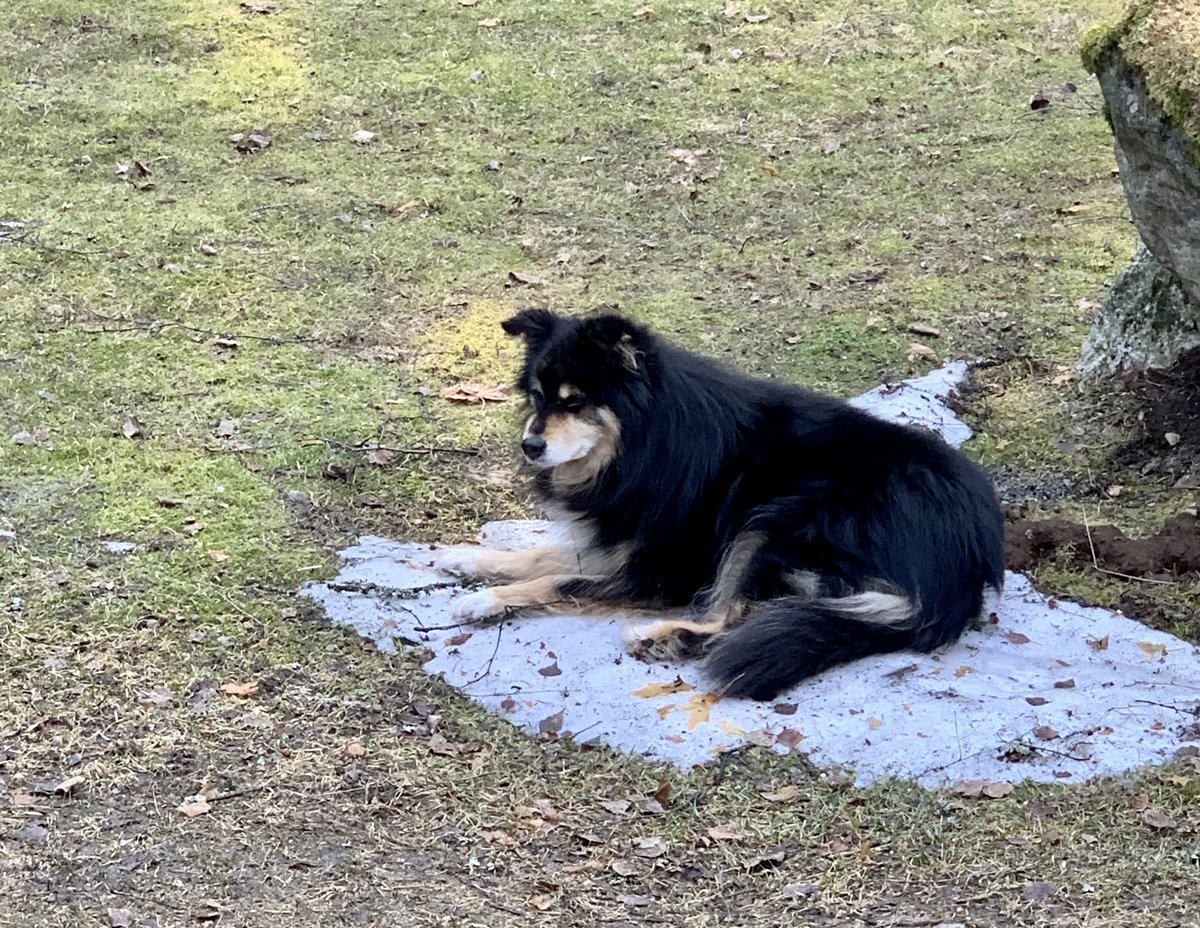 Vielä on viileetä jäljellä. Vanhan lapinkoiran lempipaikka pihalla. Kevät!