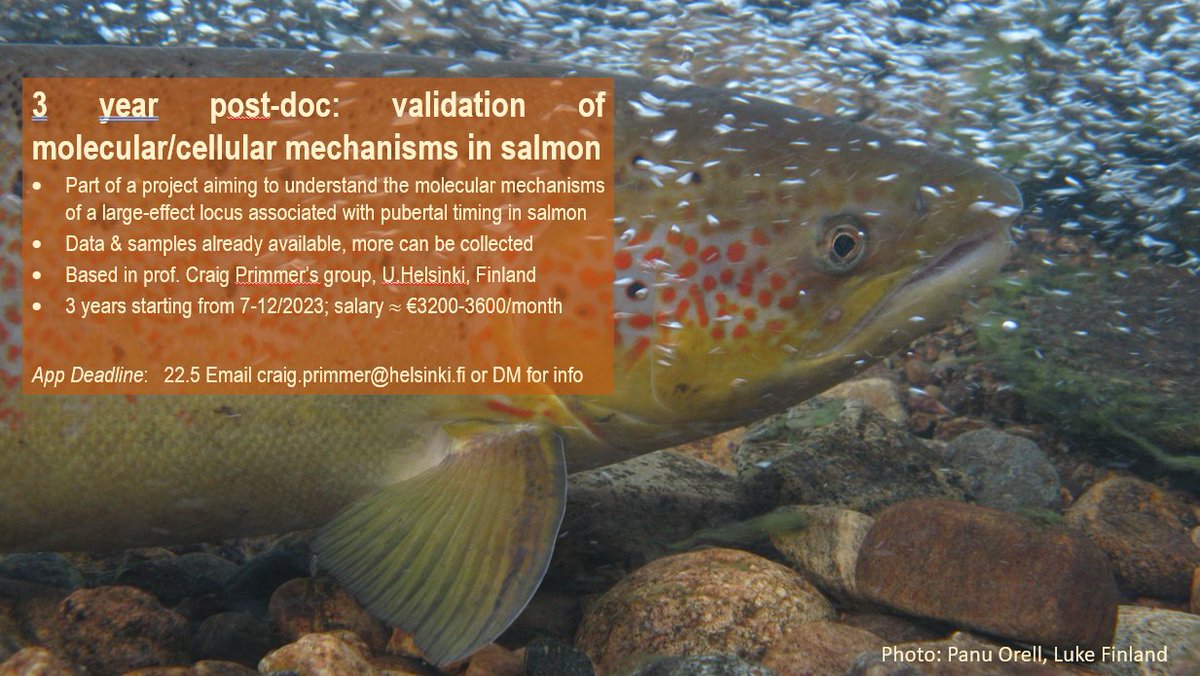 POST-DOC POSITION 3 year post-doc on functional validation of molecular/cellular mechanisms linked to salmon pubertal timing Helsinki, Finland (world's happiest country 6 yrs running) Starts: 7-12/2023 Links to other eco & evo research in the group jobs.helsinki.fi/job/Helsinki-P…