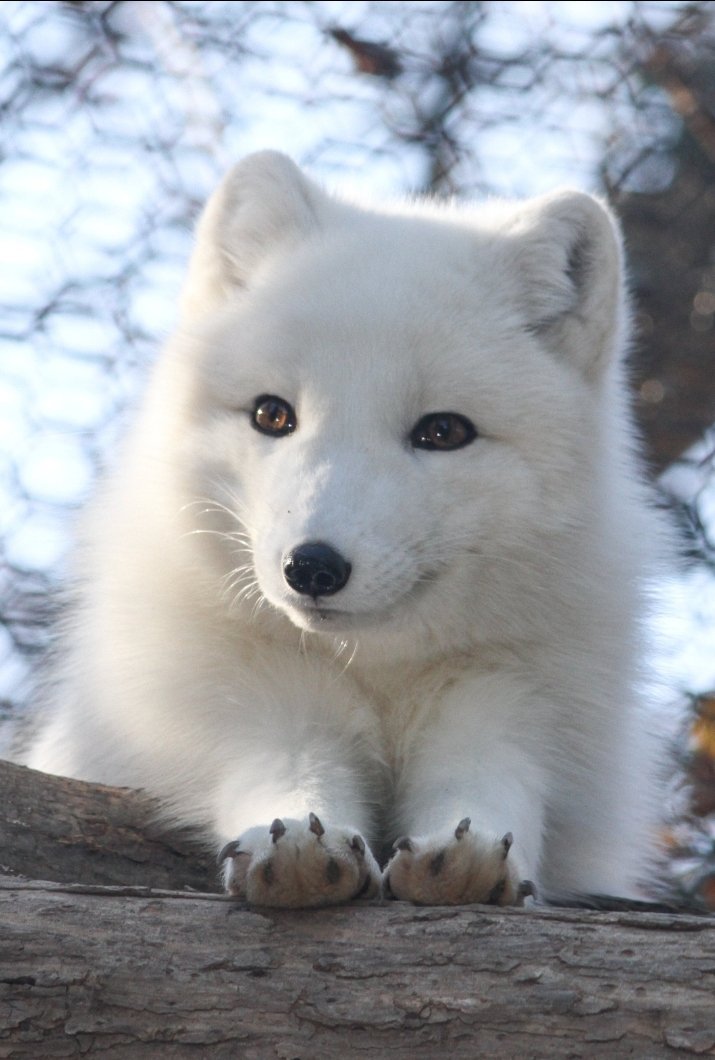 IPowder_'s tweet photo. EU AMO RAPOSAS VEI ! EU PRECISO TER ESSE BICHO ! EU PRECISO DE UMA, PRA ONTEM ! https://t.co/f8VAxFKk24