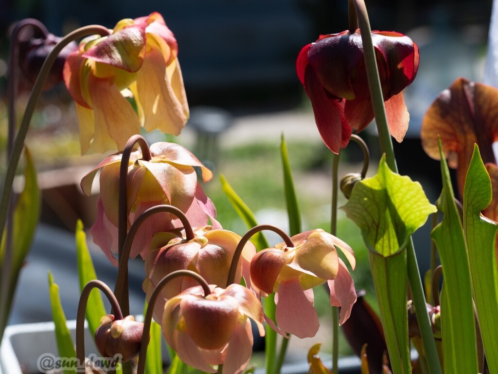 TheSunDewd's tweet photo. these bronze and peach flowers are gorgeous, I think they belong to Sarracenia "Flying Nun"

#flowers #sarraceniaflowers #flyingnun #peachflowers #sarracenia #pitcherplant #pitcherplants #carnivorousplants #carnivorousplant #plant #plants #rareplants #co… https://t.co/bMwMxaaxMB https://t.co/CK4H8jVF32