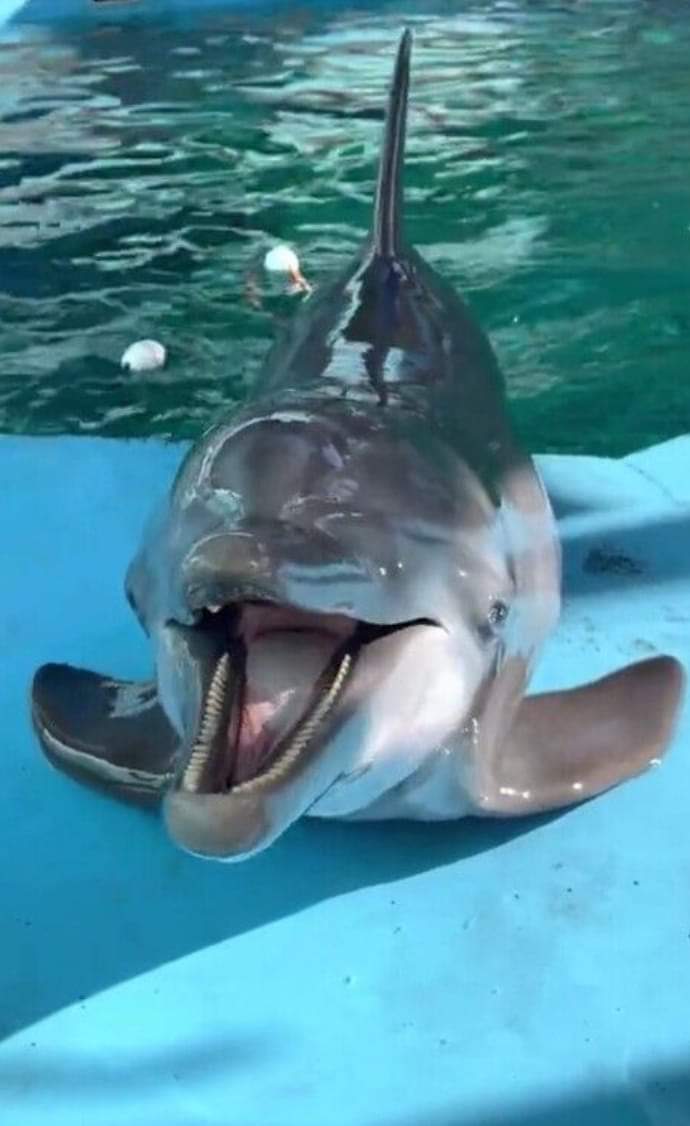 笑うイルカ………。🤣🤣🤣🤣🤣