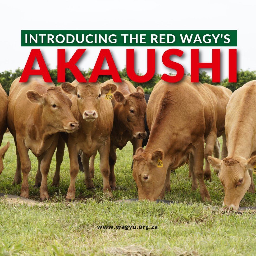 WagyuRSA's tweet photo. Wagyu is not just black; in South Africa you will find the Japanese Black and the Akaushi (Red) Wagyu Breed. Akaushi Wagyu is a type of Wagyu beef that comes from the Japanese Brown cattle breed, also known as Akaushi in Japan. Which do you prefer?

#ilovesawagyu https://t.co/J4q8dbi45a
