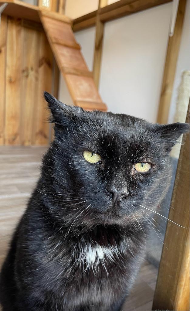Does anyone have an empty lap? Trevor is looking for a new lap. He’s a gentle chap who just wants fuss and food He needs a family to love him. He spent many years as an unneutered Tom cat so he has the odd scratch and scar but we just think it gives him character #catsoftwitter