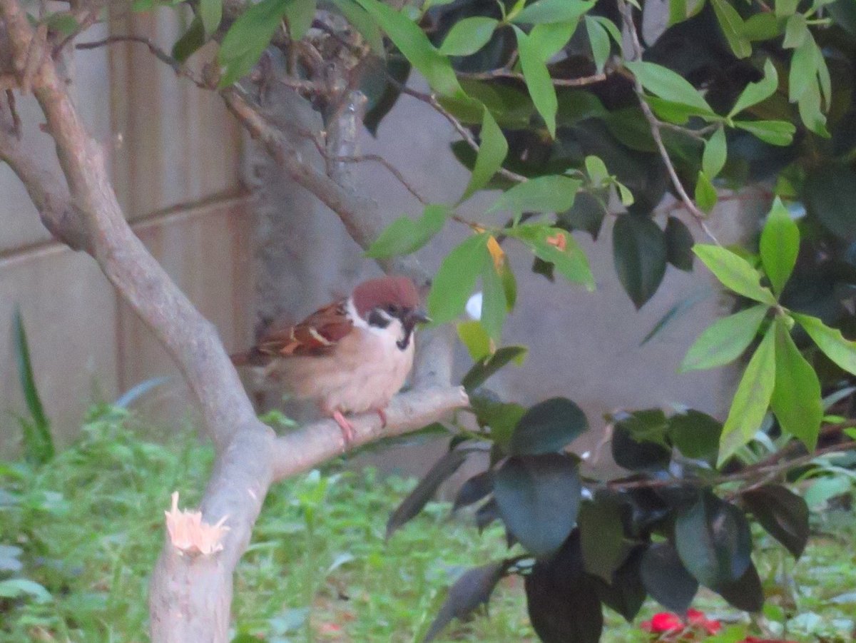 sunkemim_bird's tweet photo. この枝、なんか良さそう スズメっちも和んでるように見えます🐦️
#スズメ #鳥 #野鳥 #野鳥観察 #canon #SX720HS #カメラ初心者 #散歩 #バードウォッチング #鳥大好き #野鳥見守り隊 #keming #kuming https://t.co/64KPp7yKOP