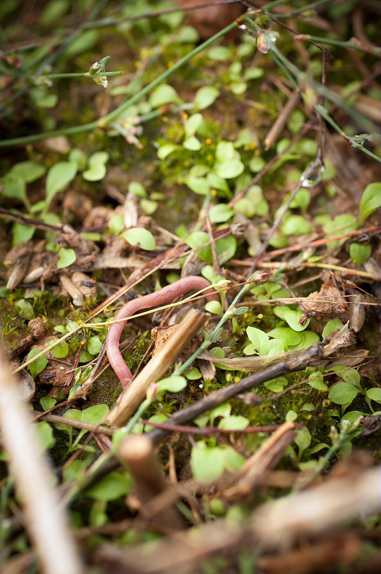 INRAE_France's tweet photo. Vous ne devinerez jamais tout ce qu'on trouve dans une motte de terre 😮👇

🌿50 km de racines de plante
🍄500 km de filaments de champignons
🦠100 milliards de bactéries
🐛 5 000 insectes et vers de terre

Quel rôle joue cette biodiversité ? 
👉 https://t.co/Liy5BwqhR2 https://t.co/3SflBFmpuG