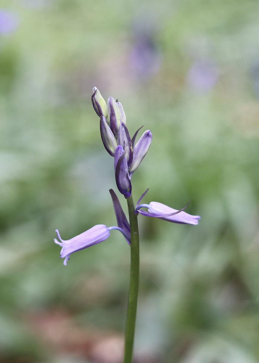 Carlingford Lough tweet media