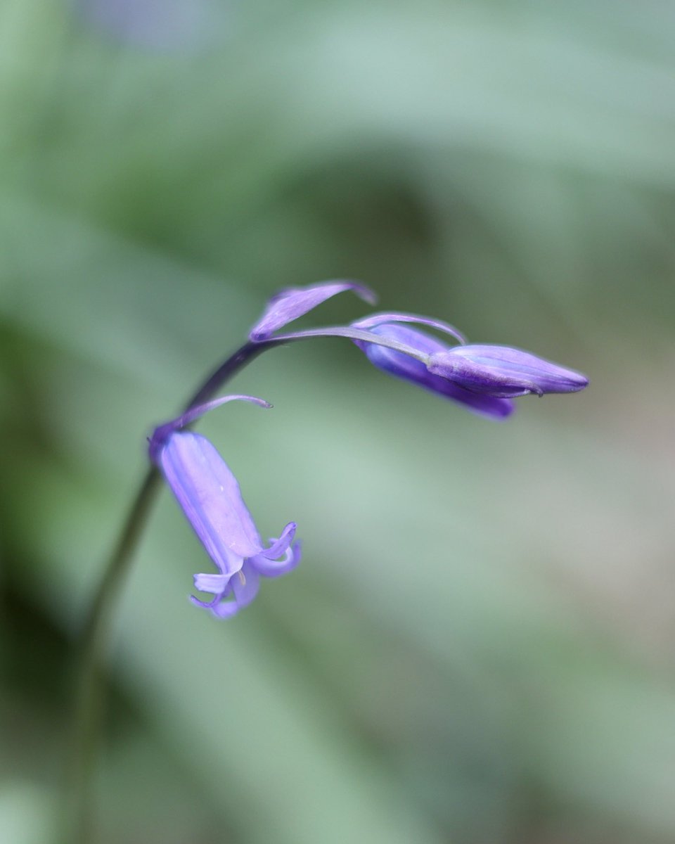 Carlingford Lough tweet media