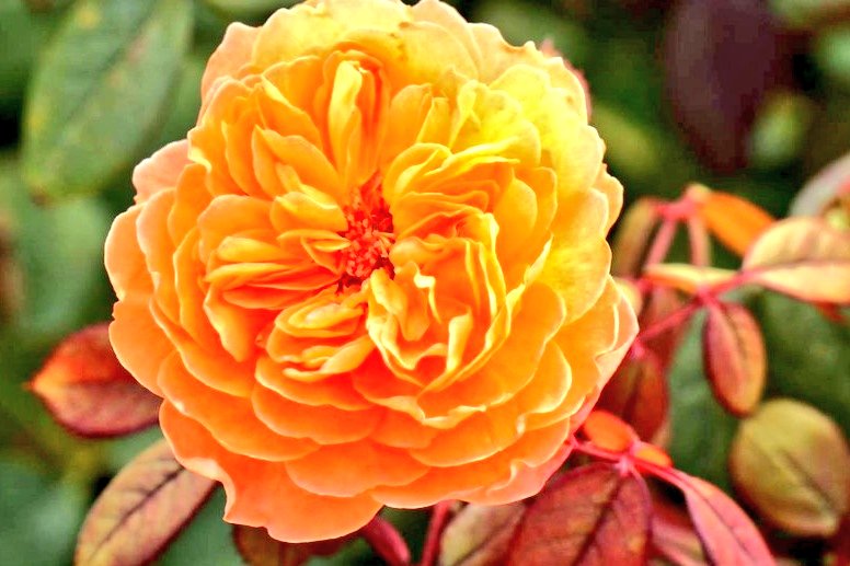 雨は、やだな〜。